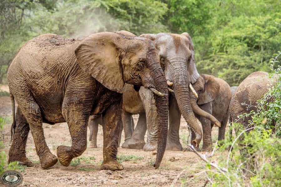 Hluhluwe-Imfolozi: Big 5 Full or Half-Day Safari - Sunrise, open country, and the first sightings