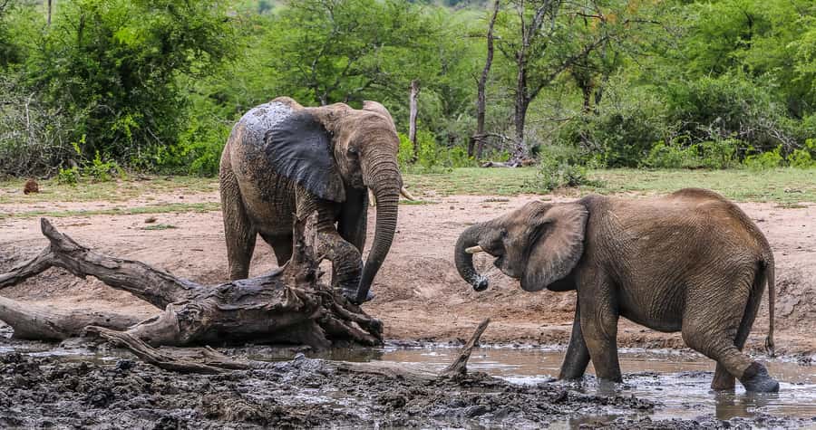 Hluhluwe-Imfolozi: Big 5 Full or Half-Day Safari - What the ranger adds to the drive