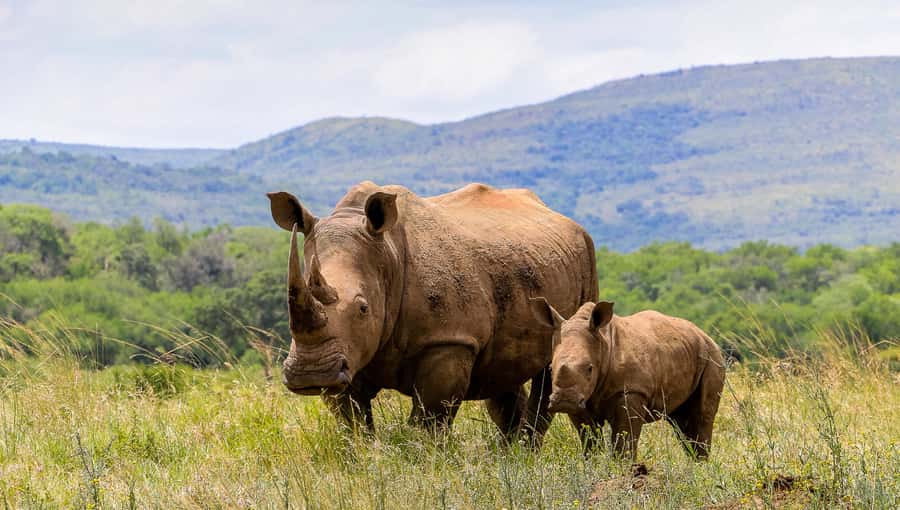 Hluhluwe-Imfolozi: Big 5 Full or Half-Day Safari - Bush breakfast with a view