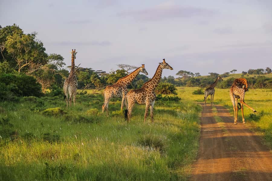Hluhluwe-Imfolozi: Big 5 Full or Half-Day Safari - Full-day or half-day safari?