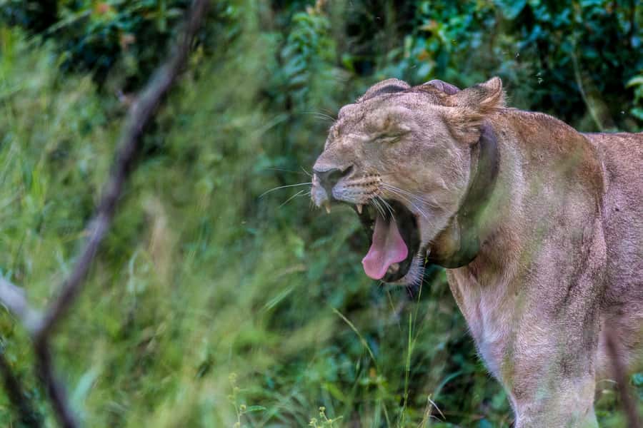 Hluhluwe-Imfolozi: Big 5 Full or Half-Day Safari - Is the $87 price good value?