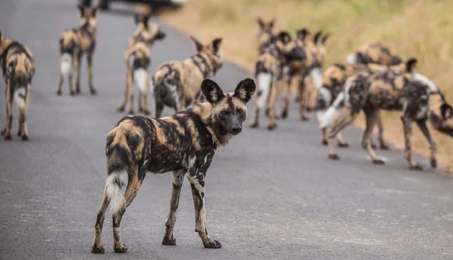 Hluhluwe-Imfolozi: Big 5 Full or Half-Day Safari - Safety, comfort, and practical limits