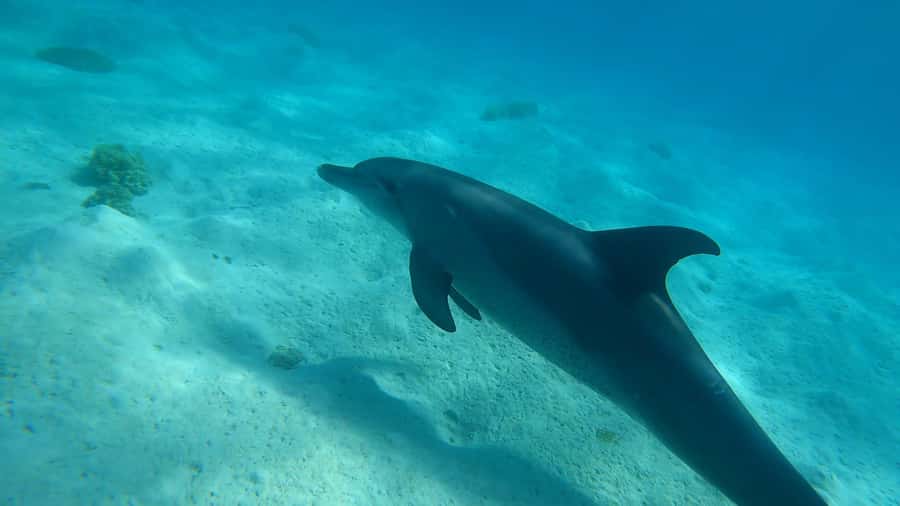 Hurghada: 3 Islands, Dolphins & Snorkel Yacht Trip w/ Lunch - Key points before you book