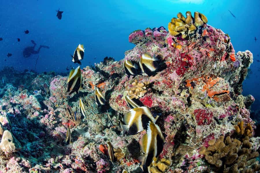 Hurghada: 3 Islands, Dolphins & Snorkel Yacht Trip w/ Lunch - Dolphin watching depends on nature