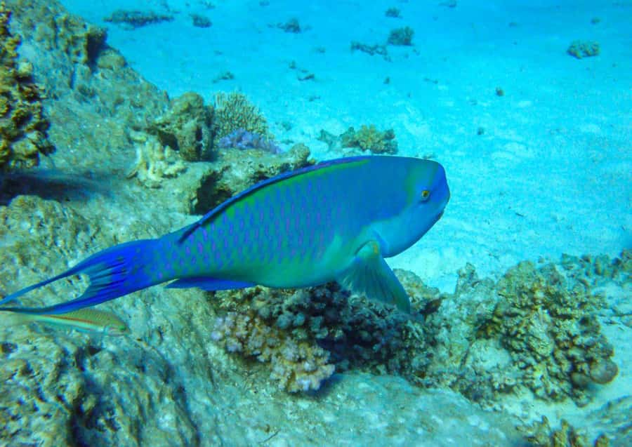 Hurghada: 3 Islands, Dolphins & Snorkel Yacht Trip w/ Lunch - Magawish offers the most flexible final stop