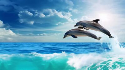 6 Islands Tour with Dolphin Watching & Snorkelling