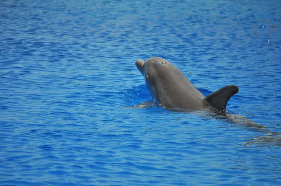 Hurghada: All-Inclusive Elite VIP Dolphin House & Massage - Reaching Dolphin House from Hurghada