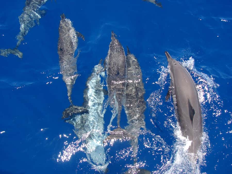 Hurghada: All-Inclusive Elite VIP Dolphin House & Massage - Breakfast with a Red Sea view