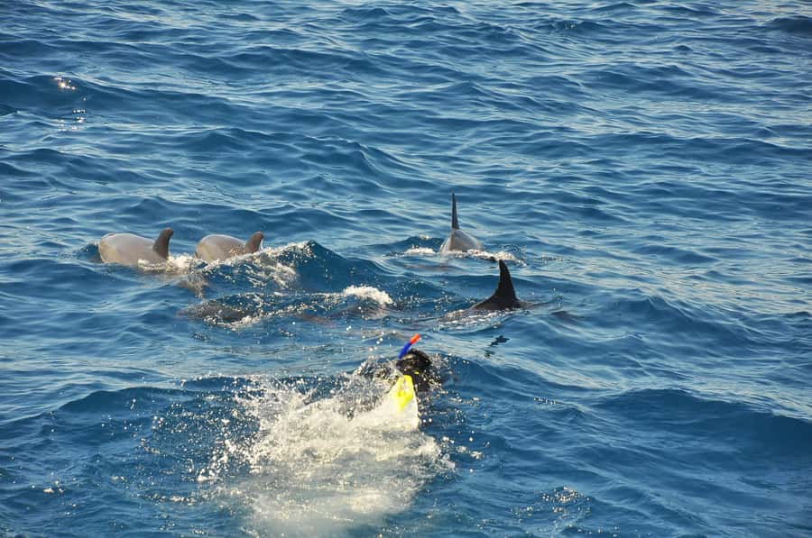 Hurghada: All-Inclusive Elite VIP Dolphin House & Massage - The included back massage