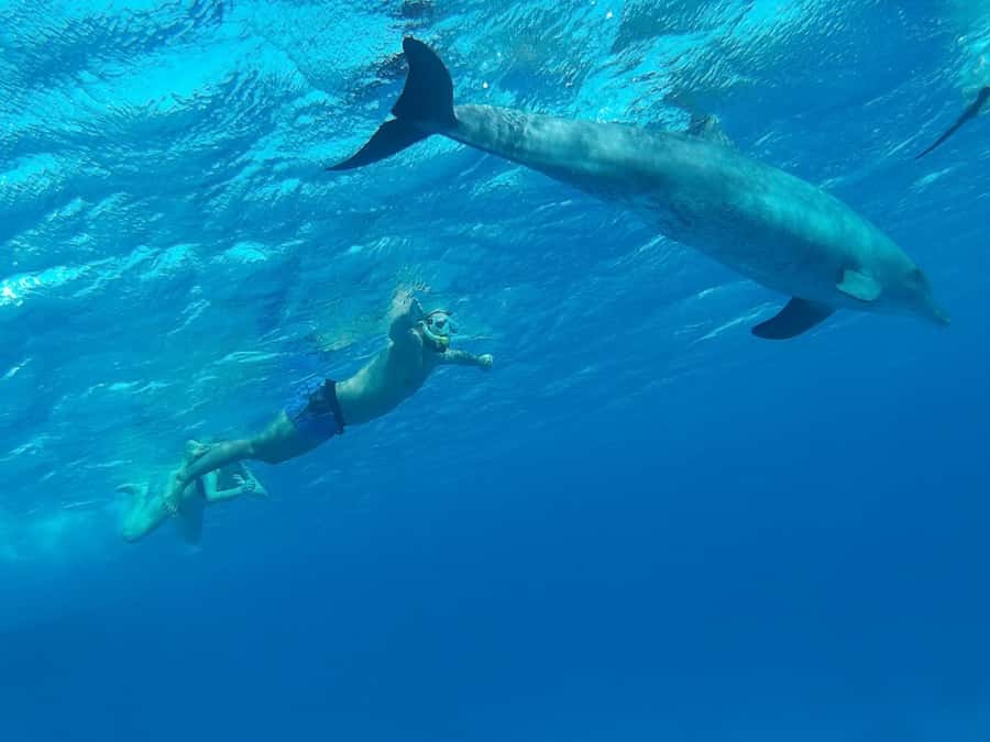 Hurghada: All-Inclusive Elite VIP Dolphin House & Massage - Practical preparation for the day