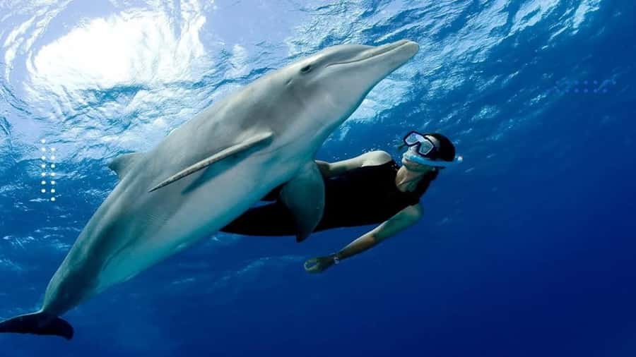 Hurghada: All-Inclusive Elite VIP Dolphin House & Massage - Dolphin House and the wild encounter