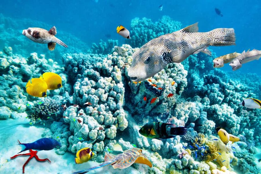Hurghada: Beginners Scuba Diving Full-Day Boat Trip & Lunch - How the instructors help nervous beginners
