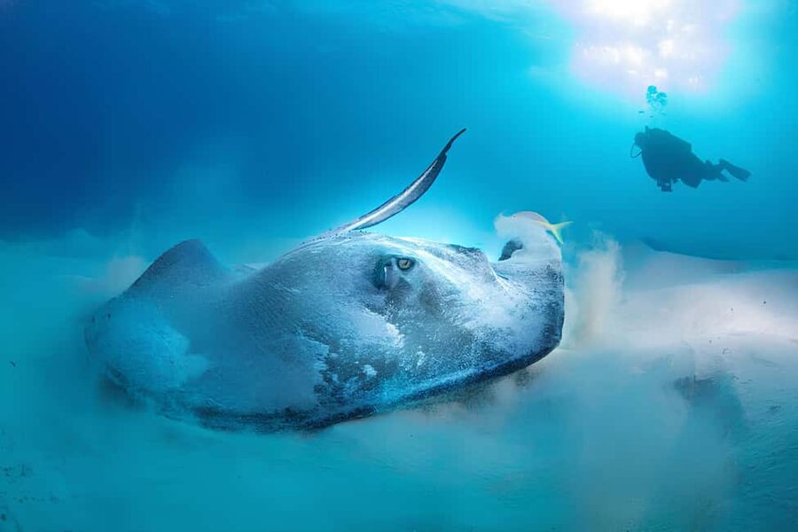 Hurghada: Beginners Scuba Diving Full-Day Boat Trip & Lunch - Who should book this Hurghada excursion