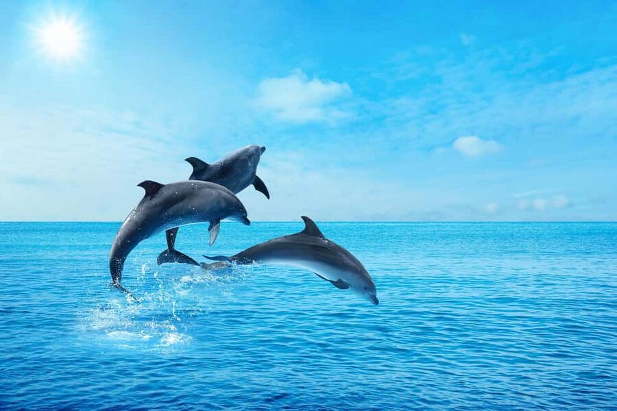 Hurghada: Dolphin & Coral Reef Snorkeling Tour with Lunch - Banana boat fun and the final ride home