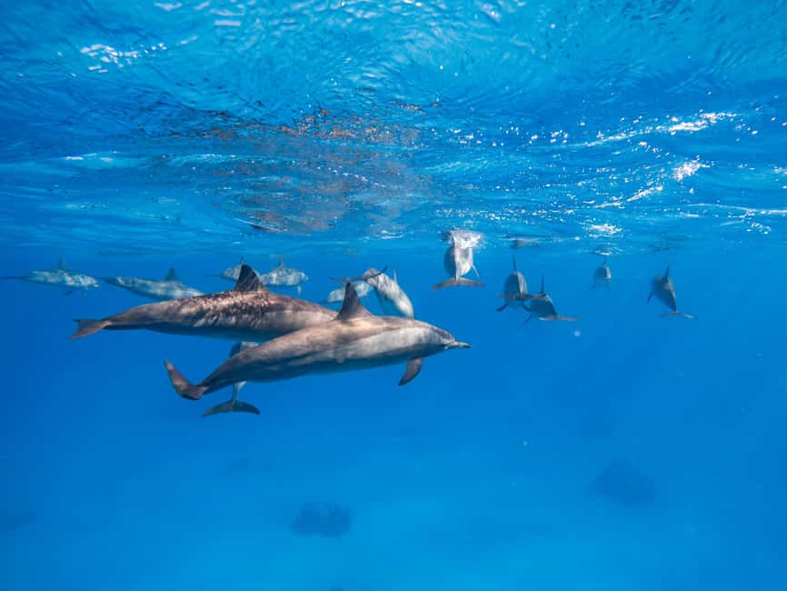 Hurghada: Dolphin & Coral Reef Snorkeling Tour with Lunch - What to bring for a smoother day