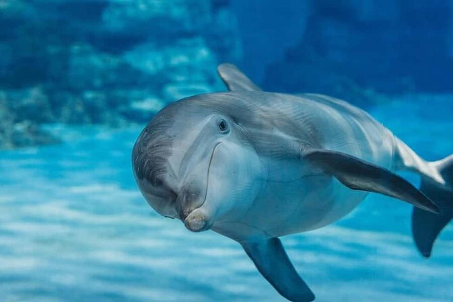 Hurghada: Dolphin & Coral Reef Snorkeling Tour with Lunch - The dolphin search comes first