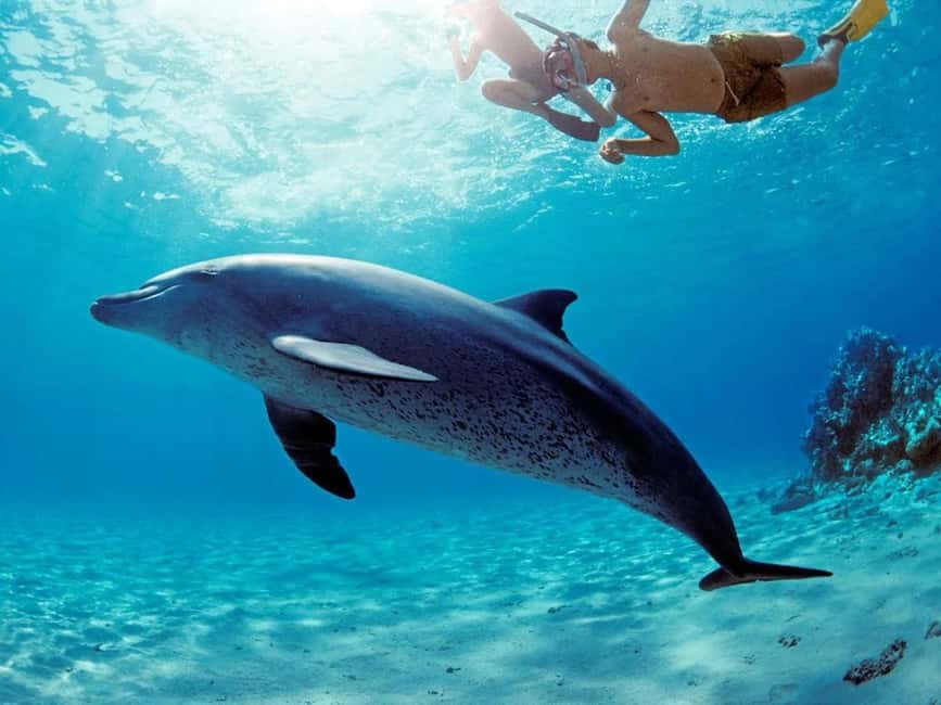 Hurghada: Dolphin Cruise with Snorkeling & Buffet Lunch - Lunch, soft drinks, and time to rest