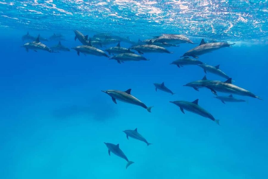 Hurghada: Dolphin Watching Boat Tour with Snorkeling & Lunch - Booking advice and cancellation flexibility