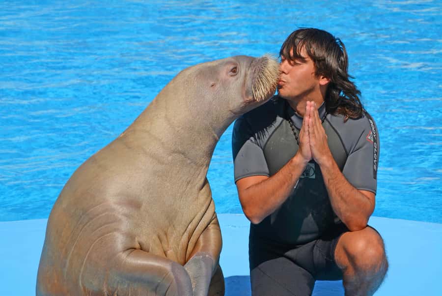 Hurghada: Dolphin World Show with Walruses and Pickup - Sound, languages, and what you may miss