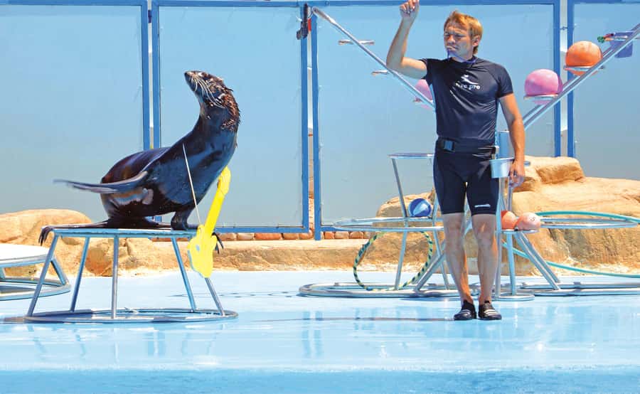 Hurghada: Dolphin World Show with Walruses and Pickup - Transport from Hurghada and Makadi Bay