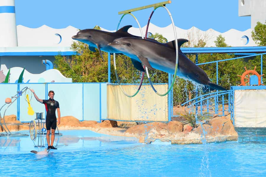 Hurghada: Dolphin World Show with Walruses and Pickup - Price and what you actually get for $23