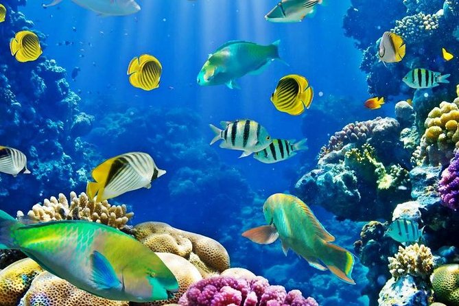 Hurghada: Full-Day Diving Tour with Lunch & Two Dive Sites - What this Hurghada boat day is really like