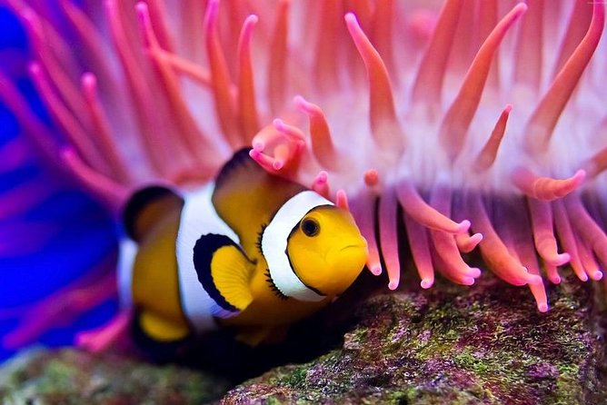 Hurghada: Full-Day Diving Tour with Lunch & Two Dive Sites - The equipment is supplied, but personal preparation still matters