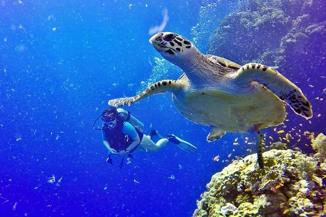 Hurghada: Full-Day Diving Tour with Lunch & Two Dive Sites - A friendly crew with useful language support