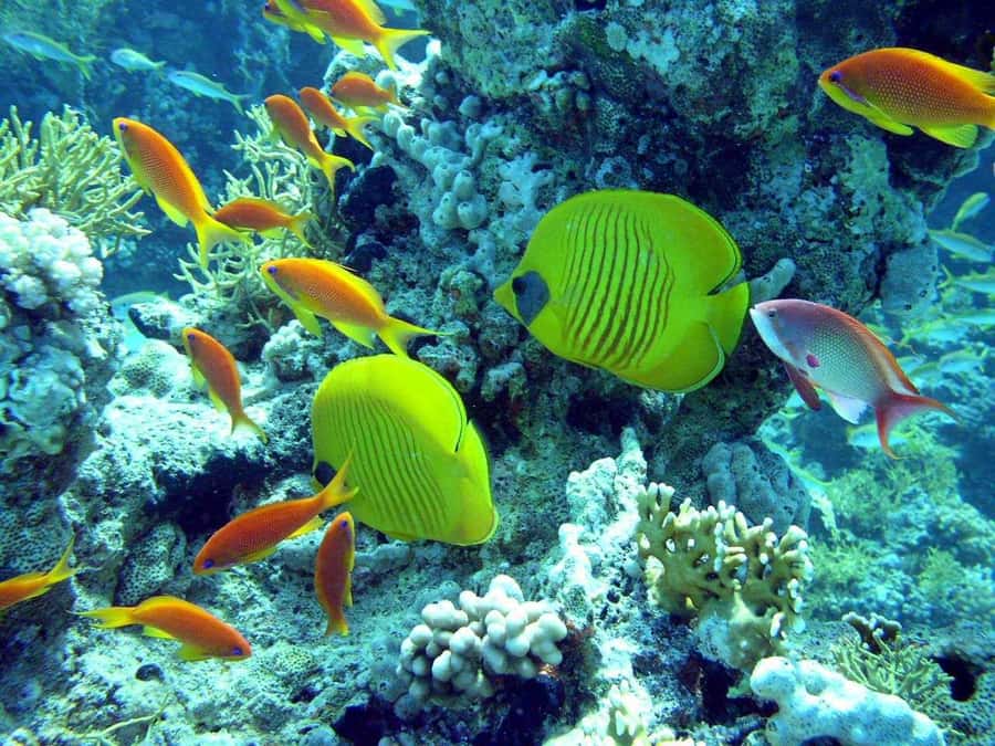 Hurghada: Full-Day Scuba Diving Tour with 2 Sites and Lunch - Key points to know before booking