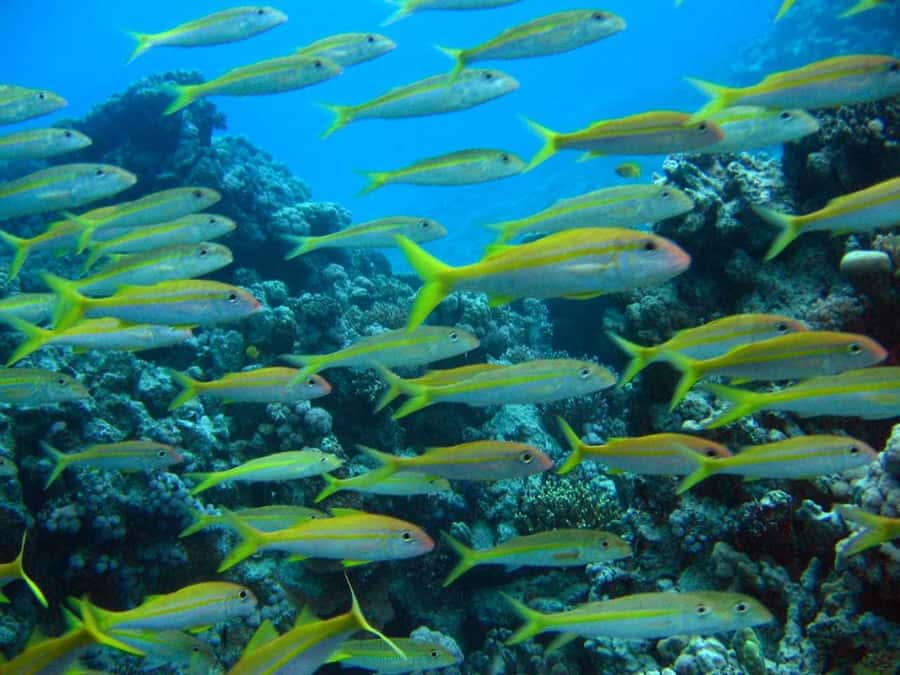 Hurghada: Full-Day Scuba Diving Tour with 2 Sites and Lunch - Hotel pickup and the trip out to sea