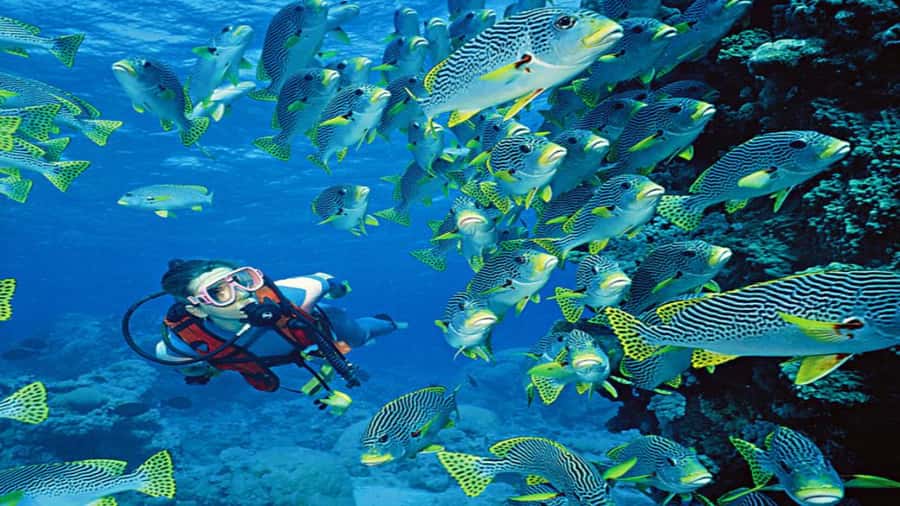 Hurghada:Luxury Diving & Snorkeling inc/Island/Lunch/Massage - Key points to know before booking