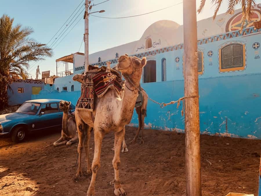 Hurghada: Morning Quad Bike Tour, Camel Ride and Transfer - Two hours across Hurghada’s open desert