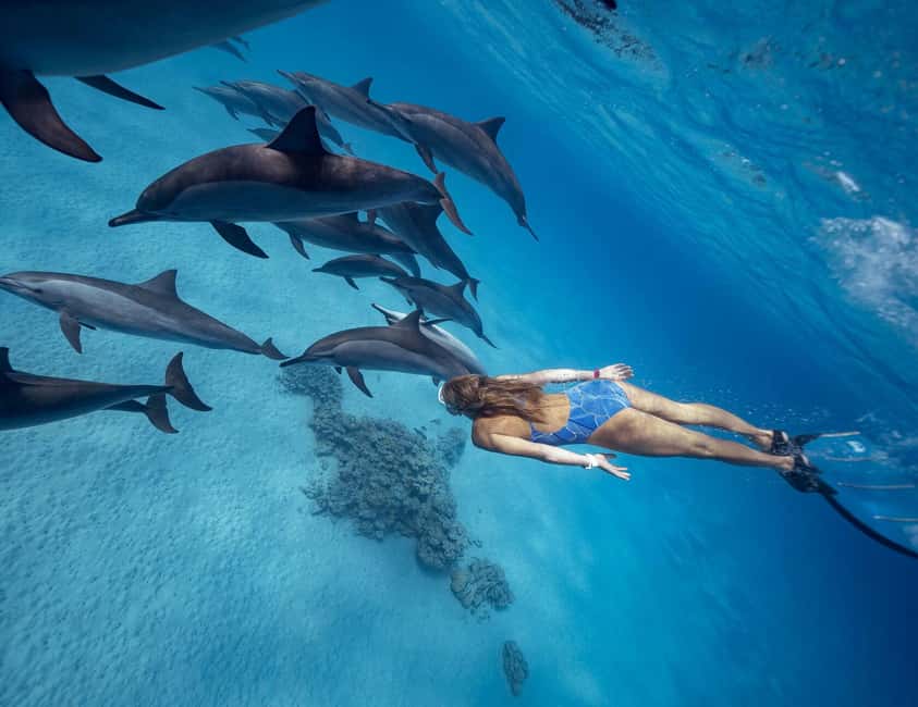 Hurghada or Makadi: Discover the Magic of Dolphin House - Key points to know before you book