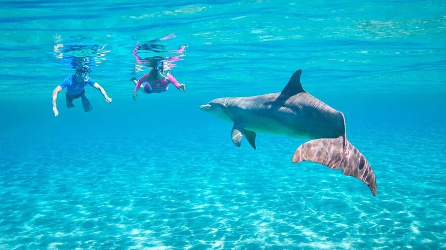 Hurghada or Makadi: Discover the Magic of Dolphin House - Searching the Red Sea for dolphins