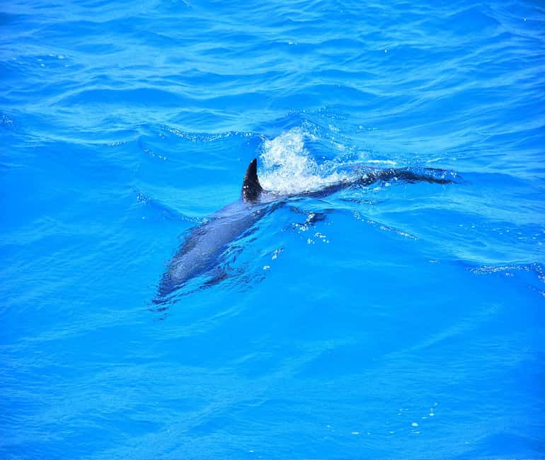 Hurghada or Makadi: Discover the Magic of Dolphin House - Pickup times and the rhythm of the day