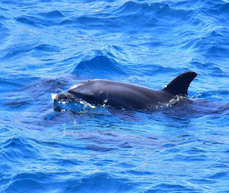 Hurghada or Makadi: Discover the Magic of Dolphin House - Who will enjoy this Dolphin House trip?