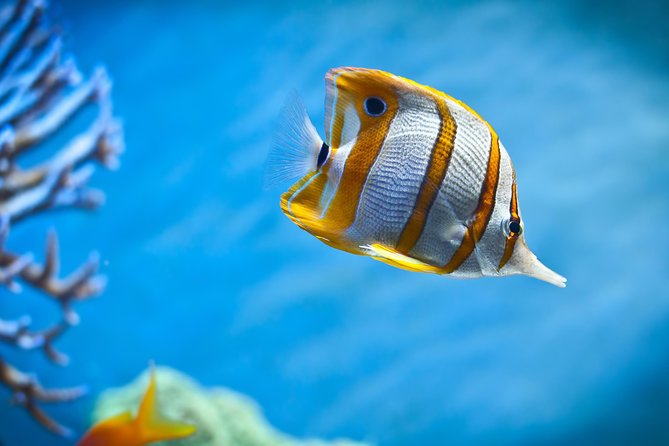 Hurghada: Orange Bay, Snorkeling, Watersports, Lunch & Drinks - Orange Bay’s sand, water, and photo stops