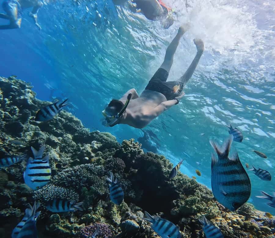 Hurghada: Premium Orange Island Cruise with Lunch & Transfer - From your hotel to Hurghada Marina