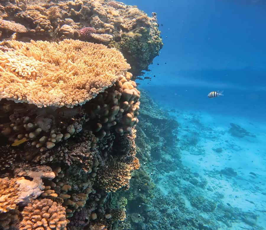 Hurghada: Premium Orange Island Cruise with Lunch & Transfer - Two coral reef stops with guided snorkeling