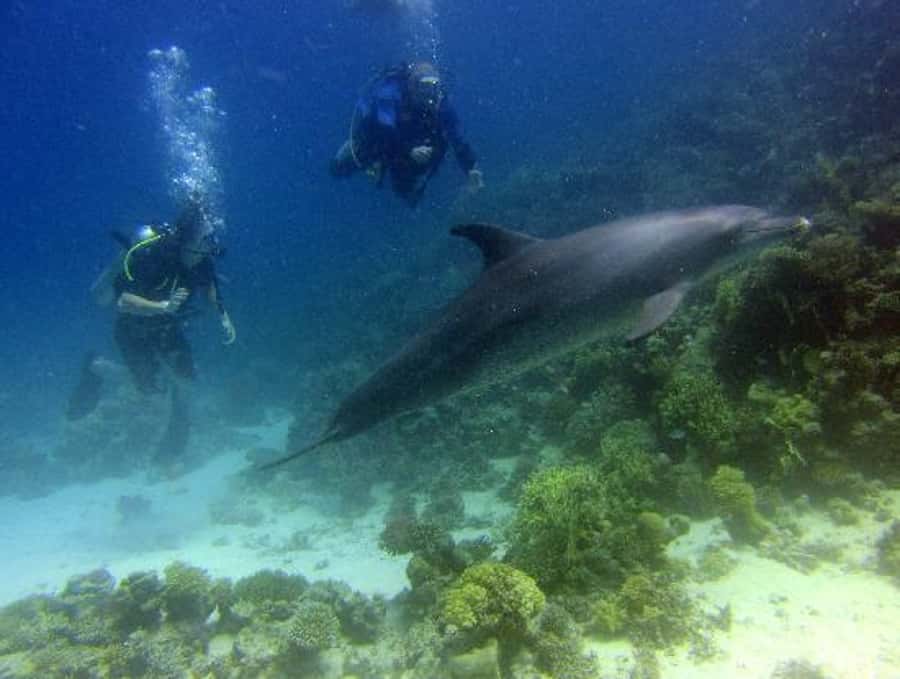 Hurghada, Professionals Diving in Open Water Tour with Lunch - The second session, about 30 minutes