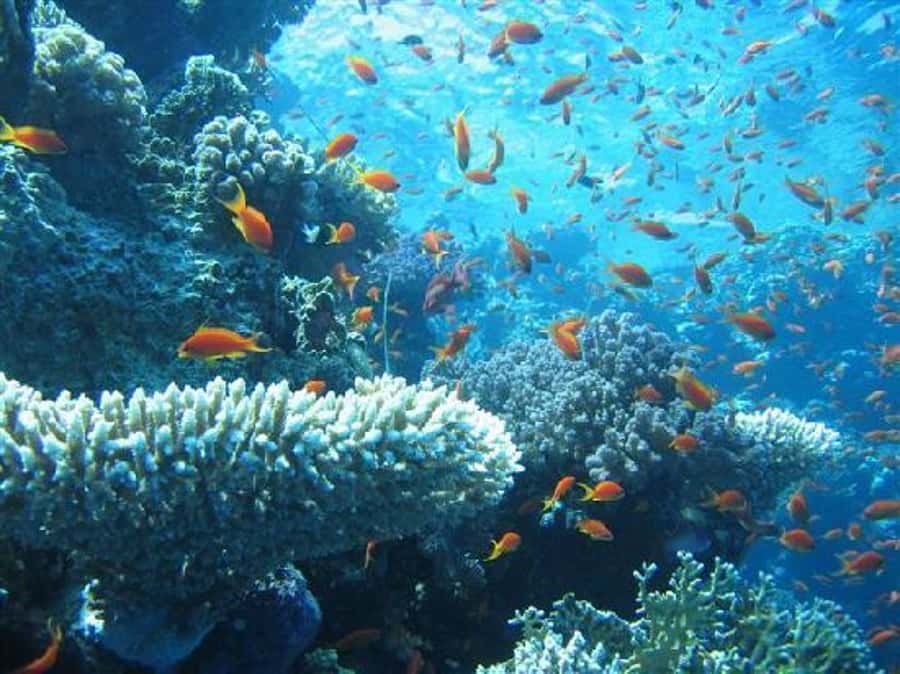 Hurghada, Professionals Diving in Open Water Tour with Lunch - Snorkeling after the scuba sessions