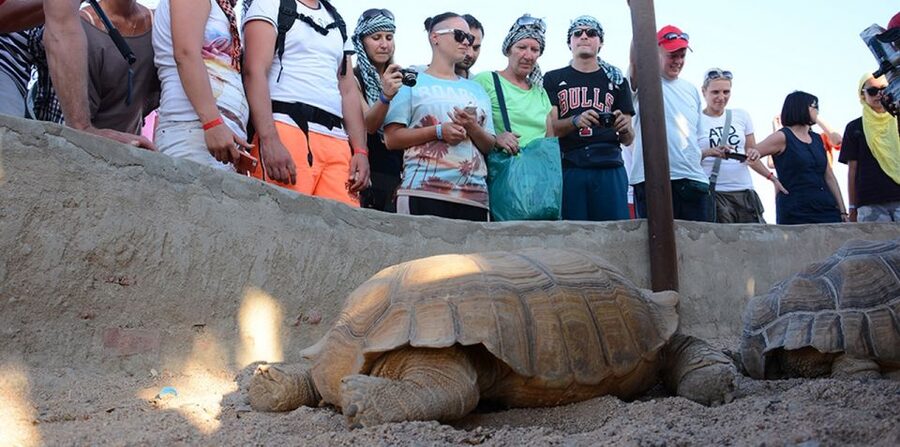 Hurghada: Quad Bike, Camel, Show, Dinner, & Stargazing Trip - Sunrise breakfast and the quad-and-horse option