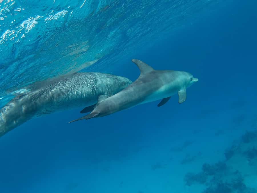 Hurghada: Royal Luxury VIP Cruise to Orange Bay with Lunch - A second reef at Jazīrat Abū Rimāthī