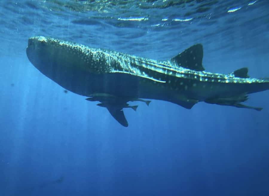 Hurghada: Royal Seascope Submarine Cruise with Snorkel Stop - The 20-minute snorkeling stop