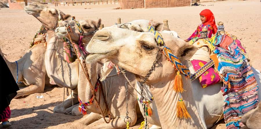 Hurghada: Safari Jeep, Buggy, Camel, Quad, Bedouin Dinner - The camel ride is short but memorable
