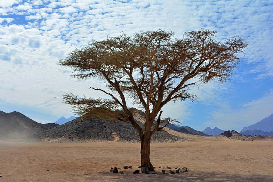 Hurghada: Safari Jeep & Camel Ride with BBQ Dinner & Show - Should you book the Hurghada Jeep safari?