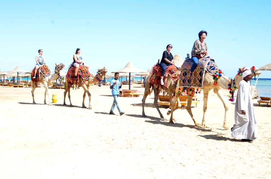 Hurghada: Sea & Desert Camel Ride w/Dinner, Show, Stargazing - Safety, comfort, and animal welfare
