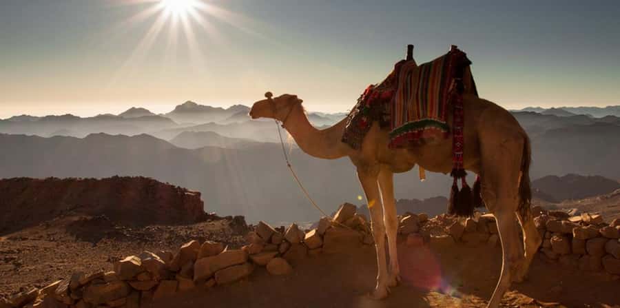 Hurghada: Sea & Desert Camel Ride w/Dinner, Show, Stargazing - Who will enjoy this Hurghada camel ride