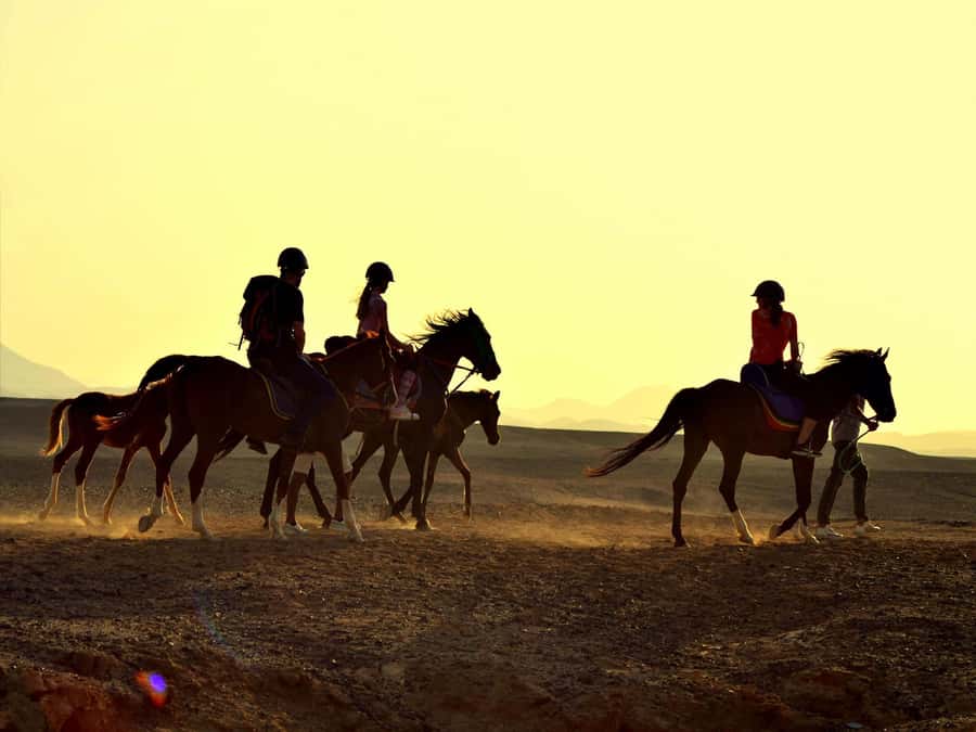 Hurghada: Sea & Desert Horse Tour, Stargazing, Dinner & Show - Who should book this experience?