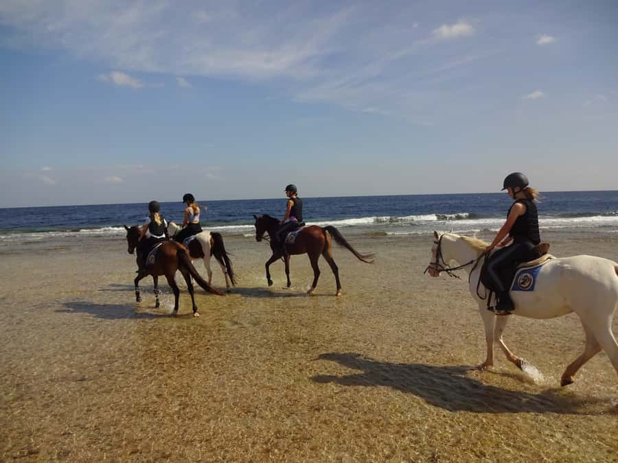 Hurghada: Sea & Desert Horse Tour, Stargazing, Dinner & Show - The VIP horse swim